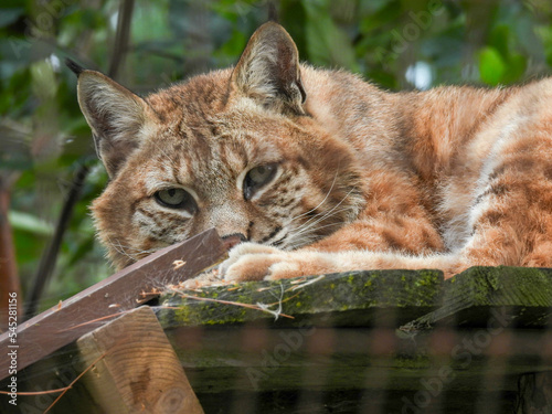 Captive bobcat in Hayward, Wisconsin photo