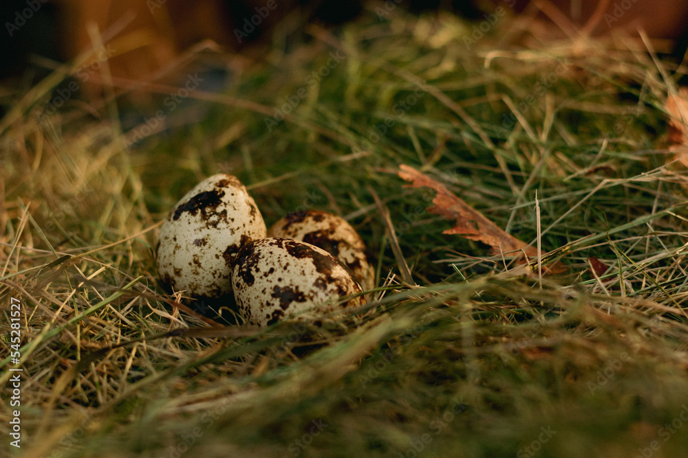 quail eggs in the nest against the background of hay and dry leaves quail eggs in the nest against the background of hay and dry leaves
