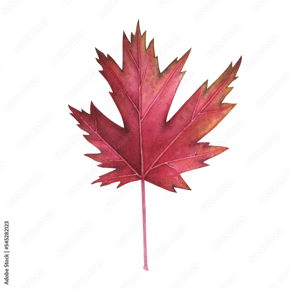 Autumn red maple leaves watercolor isolated on white. Thanksgiving and halloween illustration. Art for design Autumn red maple leaves watercolor isolated on white. Thanksgiving and halloween illustration. Art for design