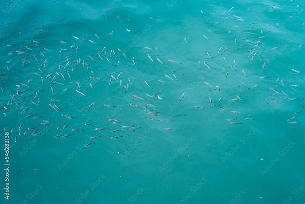 School of fish swimming close to the sea surface