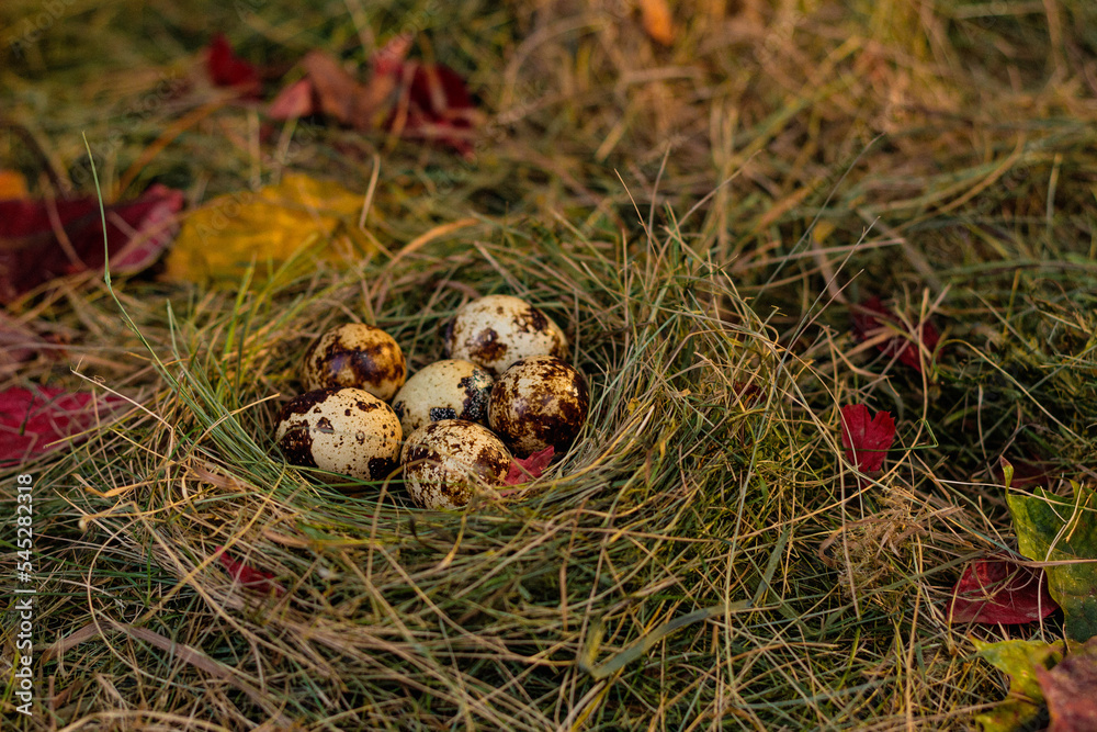 quail eggs in the nest against the background of hay and dry leaves quail eggs in the nest against the background of hay and dry leaves
