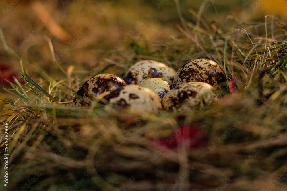 quail eggs in the nest against the background of hay and dry leaves quail eggs in the nest against the background of hay and dry leaves