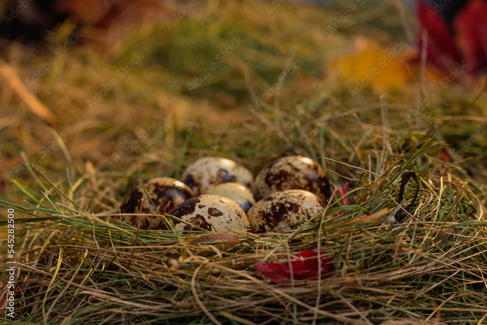 quail eggs in the nest against the background of hay and dry leaves quail eggs in the nest against the background of hay and dry leaves