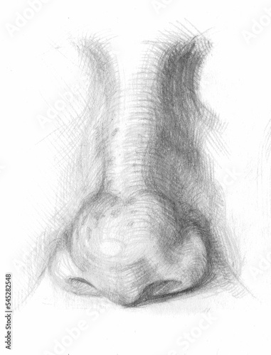 Fotografi pencil black and white drawing of a female nose in front