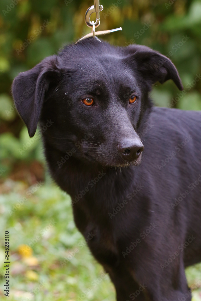 black dog full closeup on green grass background black dog full closeup on green grass background