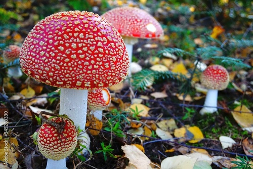 Fototapeta Naklejka Na Ścianę i Meble -  Grupa muchomorów czerwonych 