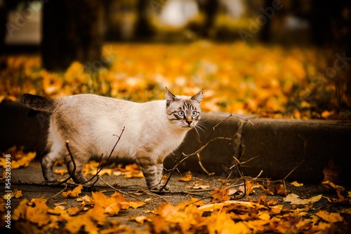 Cute beautiful Thai cat walks down the street among the yellow fallen leaves on an autumn day. A walk of a pet in nature.