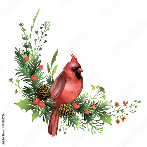 Red cardinal bird sitting on pine branch with cones, mistletoe leaves and red berries. Greeting Christmas card template. Festive poster design.