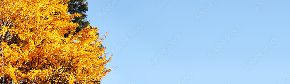 Golden autumn, bright yellow ginkgo leaves on the background of the blue sky. Bright autumn natural background, photo stretched horizontally for banners Golden autumn, bright yellow ginkgo leaves on the background of the blue sky. Bright autumn natural background, photo stretched horizontally for banners