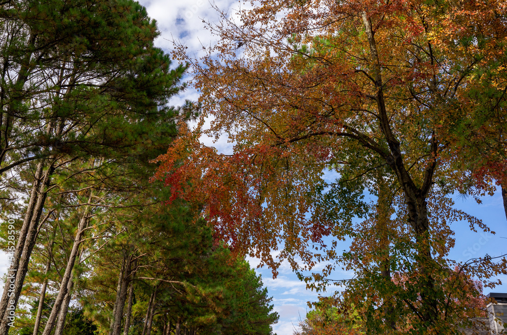The season of autumn has arrived in the United States. The various leaf colors represent the changing circle from summer to fall. Steps for changing begin with green, yellow, and red color of leaves. The season of autumn has arrived in the United States. The various leaf colors represent the changing circle from summer to fall. Steps for changing begin with green, yellow, and red color of leaves.