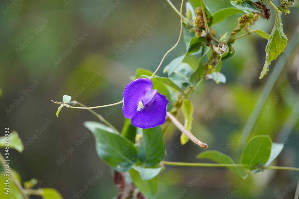 Clitoria ternatea, commonly known as Asian pigeonwings, bluebellvine, blue pea, butterfly pea, Fabaceae family. Fortaleza, Brazil. Clitoria ternatea, commonly known as Asian pigeonwings, bluebellvine, blue pea, butterfly pea, Fabaceae family. Fortaleza, Brazil.