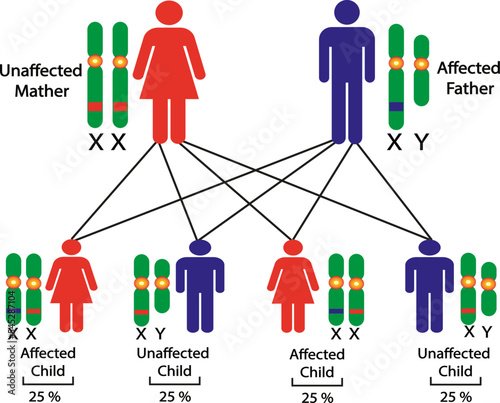 X-linked dominant inheritance science design. Colored symbols. Vector illustration.
