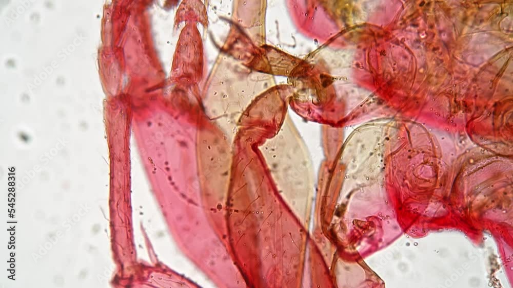 Microscopic footage of an ant whole mount magnified in 40 0times filmed ...