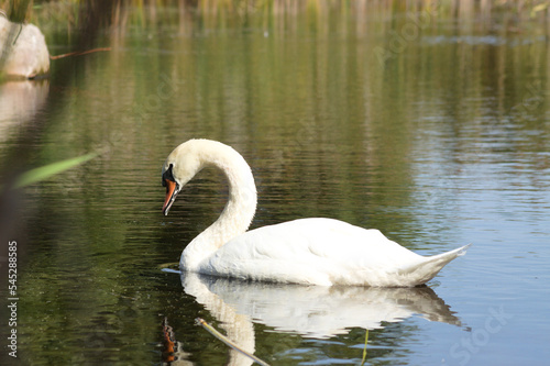 Closeup of swan floating on rippled lake with reflections side view