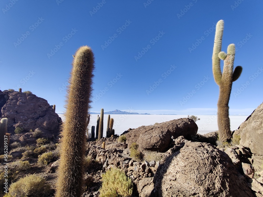 Incahuasi Island (Pescadores) in Uyuni Salt Flats, Bolivia, South America.