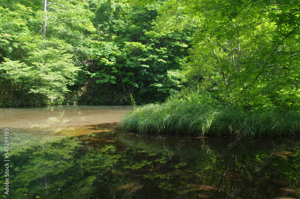 Obraz premium reflection river water nature forest landscape tree stream tree green lake summertime go fly park tree trees plant