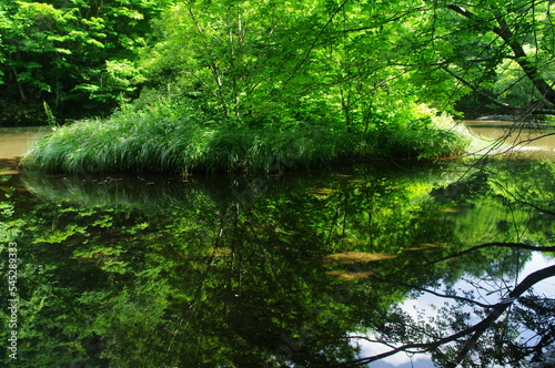 reflection river water nature forest landscape tree stream tree green lake summertime go fly park tree trees plant © kazuhira