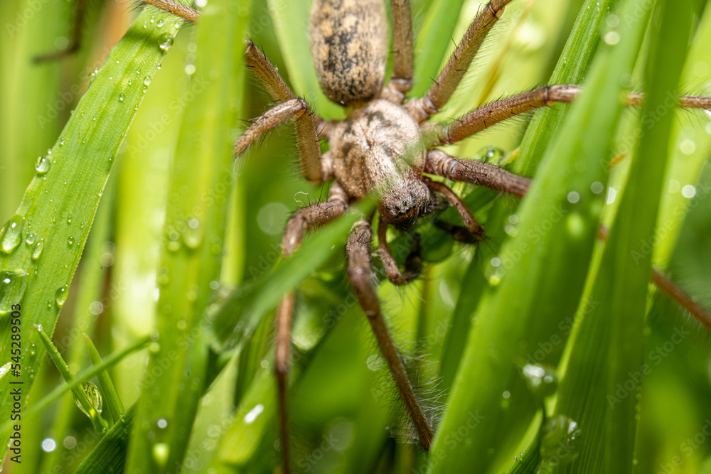 Macro photo of a Eratigena atrica also known as Giant house spider in