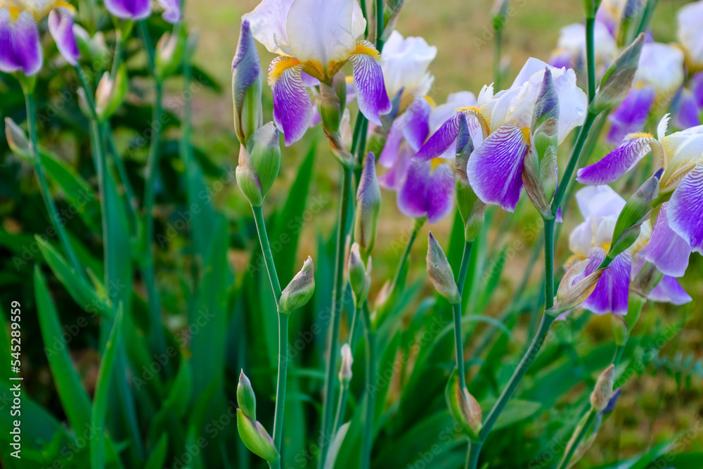 Irises flowers on a blurred background. White with purple iris flowers bloom in nature. Iris orchid for poster, calendar, post, screensaver, banner, cover, website, copy space for your design or text Irises flowers on a blurred background. White with purple iris flowers bloom in nature. Iris orchid for poster, calendar, post, screensaver, banner, cover, website, copy space for your design or text