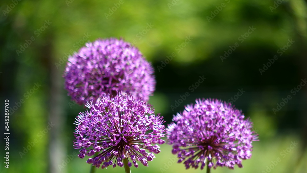 flowers of wild garlic flowers of wild garlic