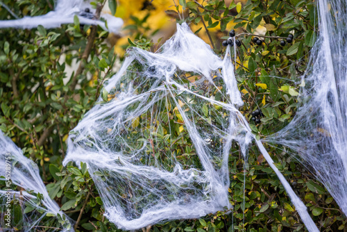 Fake spider web on a hedge before halloween.
