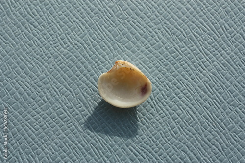 Seashell of bivalve mollusc striped venus or chicken venus (Chamelea gallina) on a blue background. Place of find: Aegean Sea, Greece, Halkidiki photo