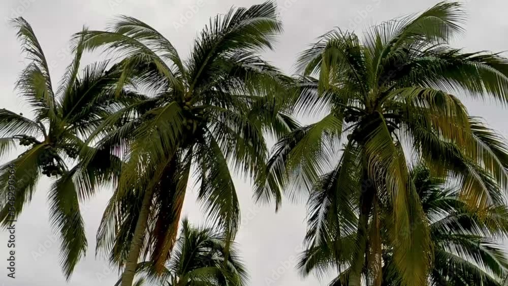 Tropical natural palm tree coconuts cloudy sky in Mexico. Tropical natural palm tree coconuts cloudy sky in Mexico.