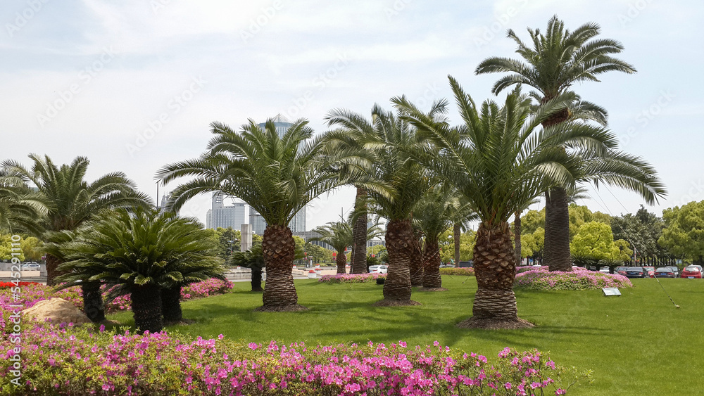 Fototapeta premium These very beautiful palm trees designed in one of Shanghai city's open spaces, so that the beauty of this space has given this space, China