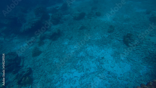 Panoramic scene under water and blue background