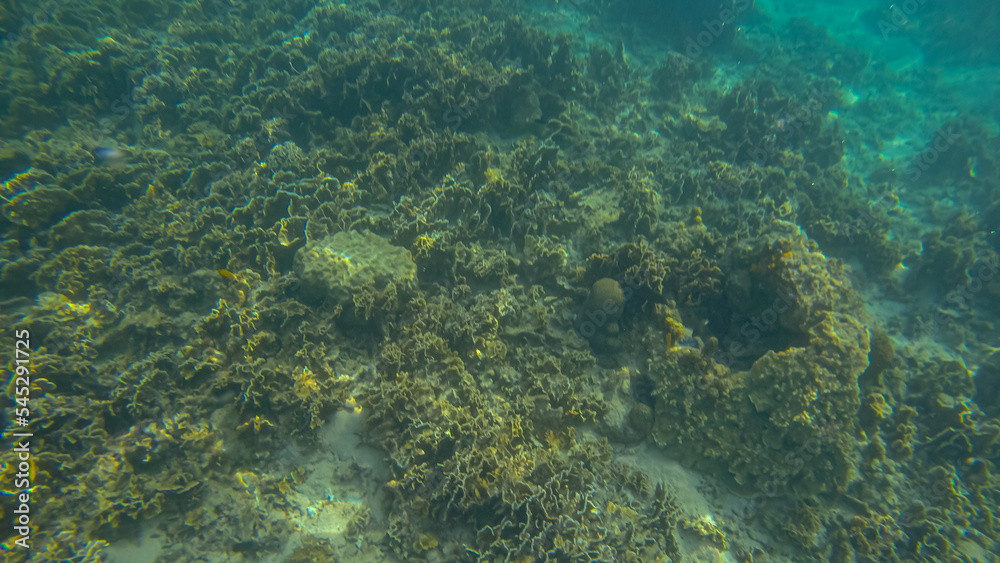 Panoramic scene under water and coral and blue background