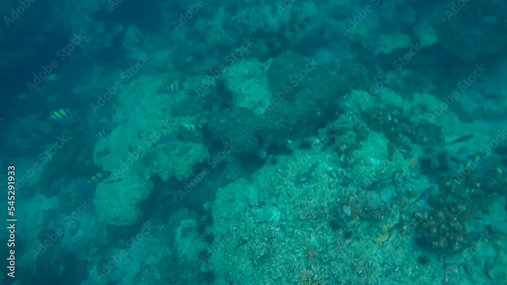 Panoramic scene under water and blue background