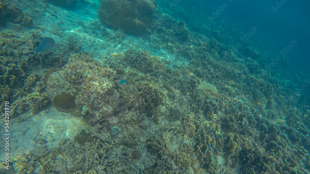 Panoramic scene under water and coral and blue background Panoramic scene under water and coral and blue background