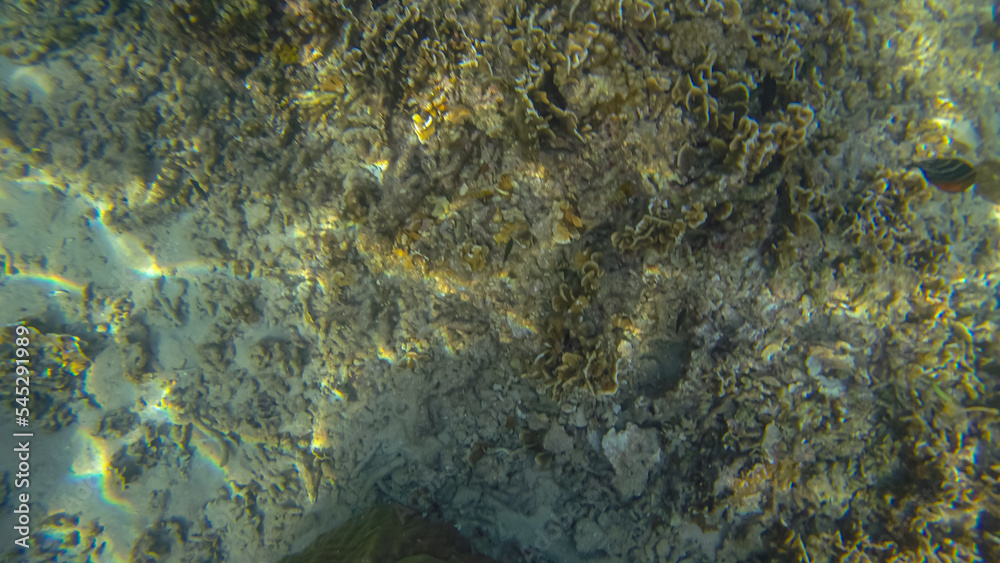 Panoramic scene under water and blue background