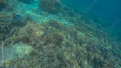 Obraz na płótnie Panoramic scene under water and coral and blue background w salonie