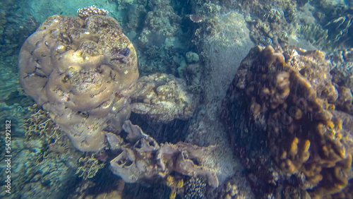 Obraz na płótnie Panoramic scene under water and coral and blue background w salonie