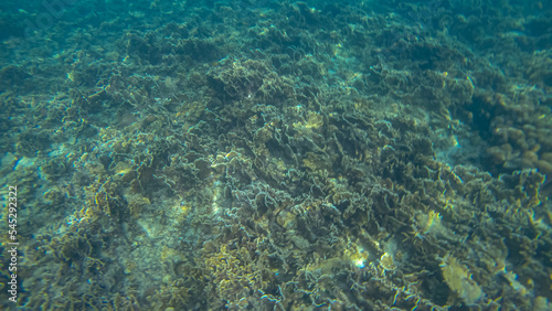 Panoramic scene under water and blue background