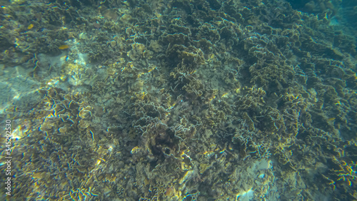 Panoramic scene under water and blue background