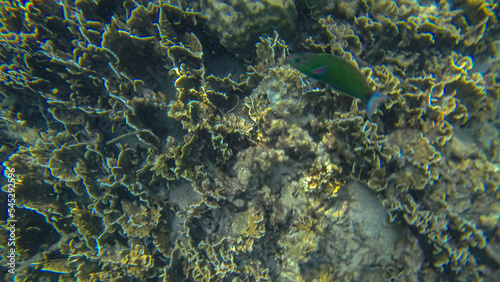 Obraz na płótnie Panoramic scene under water and coral and blue background w salonie