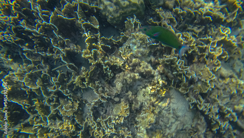 Panoramic scene under water and coral and blue background