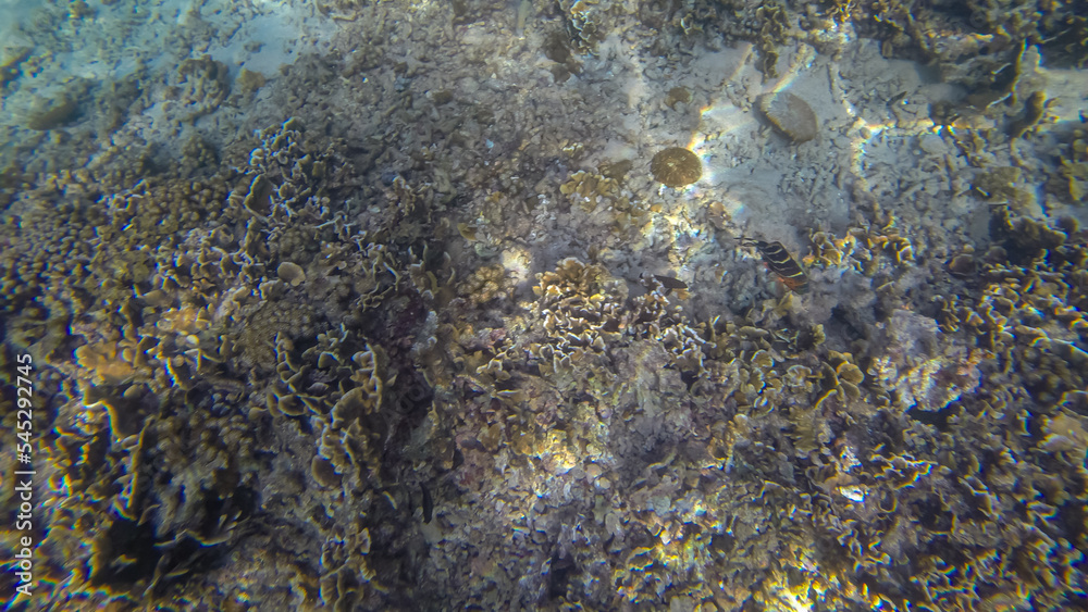 Panoramic scene under water and coral and blue background