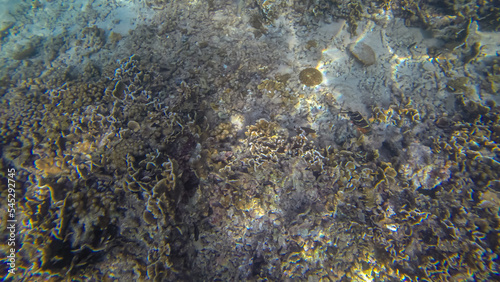 Panoramic scene under water and coral and blue background