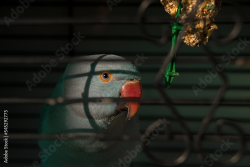 Blue exotic Parrot portrait background in his house, 2018