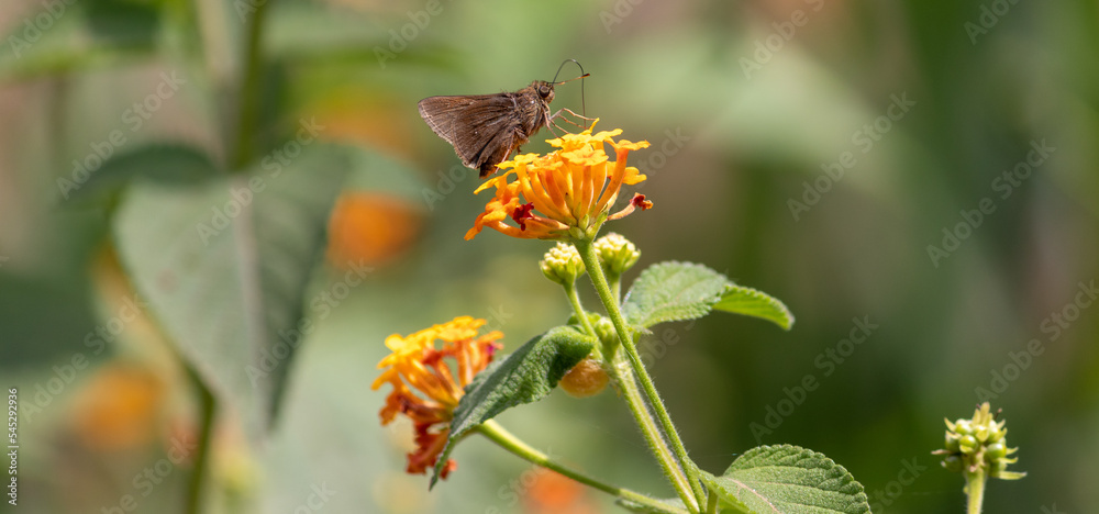 Photograph of a beautiful butterfly resting. Photograph of a beautiful butterfly resting.