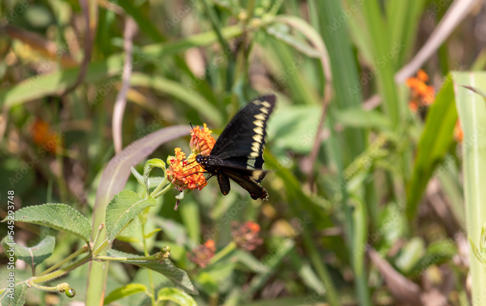 Fototapeta premium Photography of beautiful plants in the garden.
