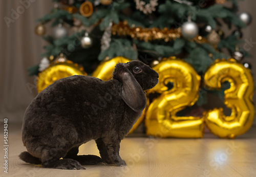 Rabbit on the background of golden numbers 2023 in a Christmas interior. Symbol of the new year.