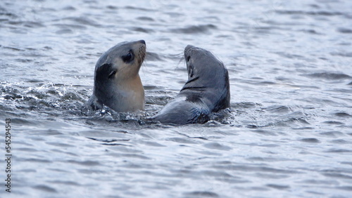 Antarctic fur seals (Arctocephalus gazella) in the bay at the old whaling station at Stromness, South Georgia Island