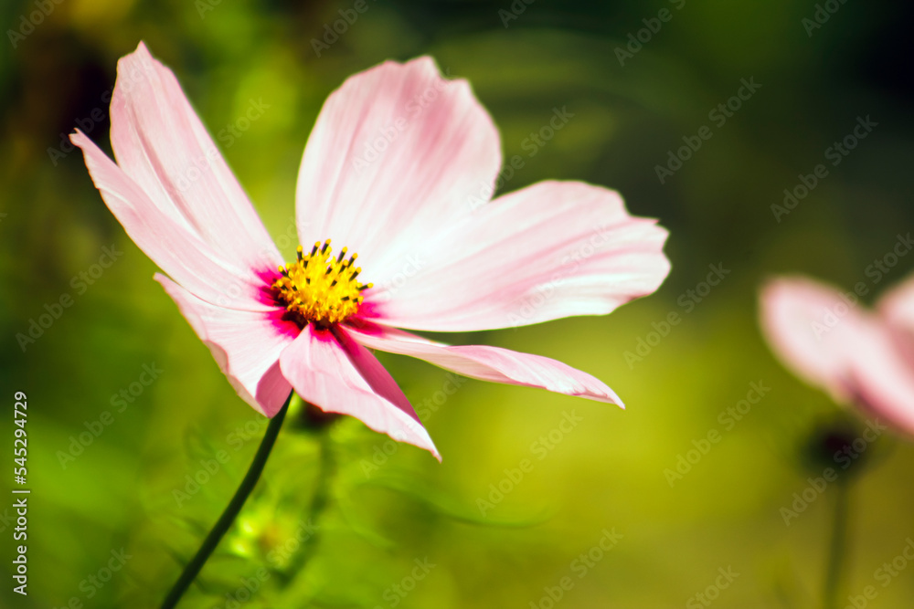 Obraz premium pink cosmo flower