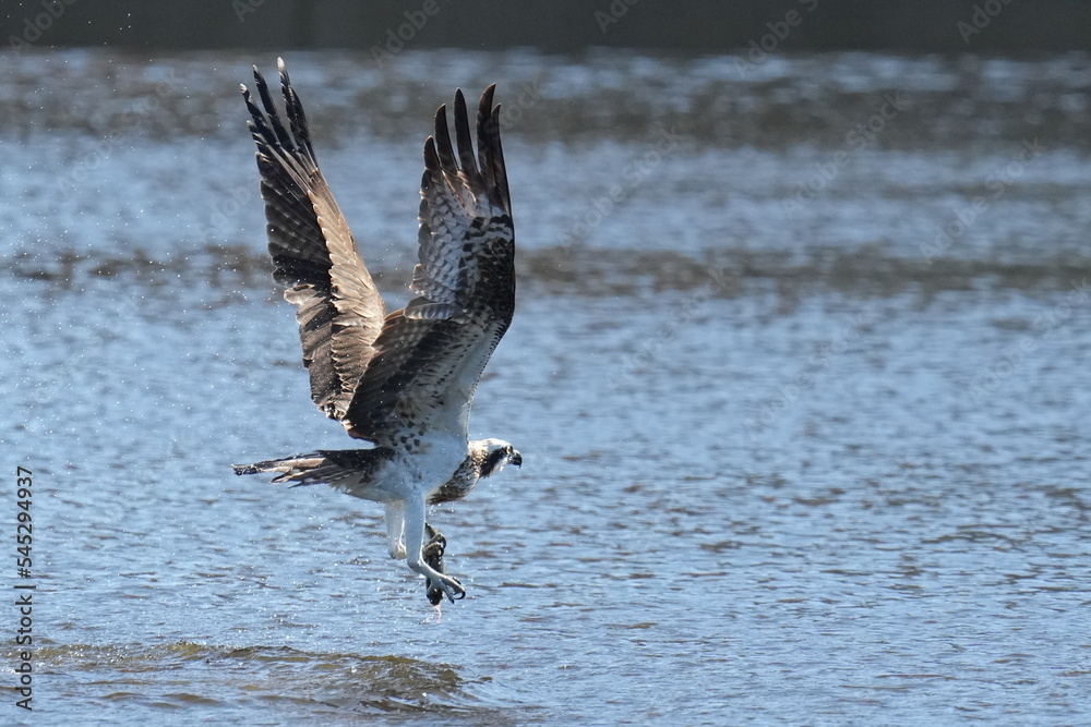 osprey is hunting a fish osprey is hunting a fish