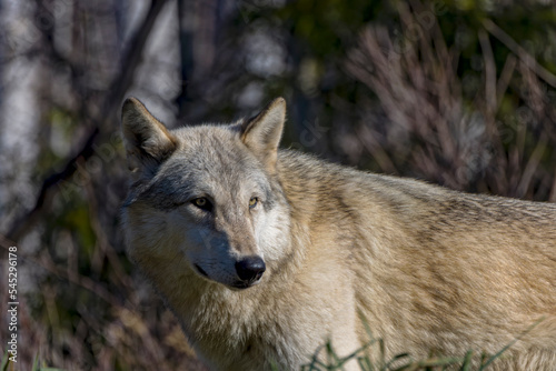 A North American wolf  Canis lupus 