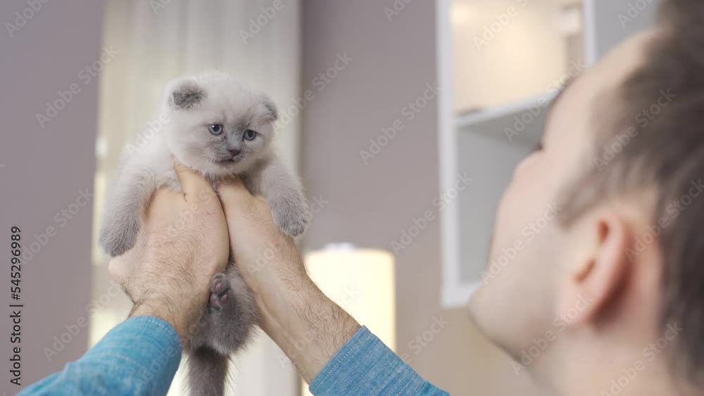 A white kitten meows.
Kitten Scottish Fold cat in man's hand and meowing.
